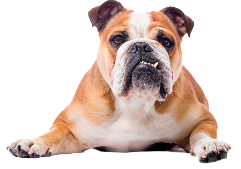 bulldog-ingles bulldog-ingles